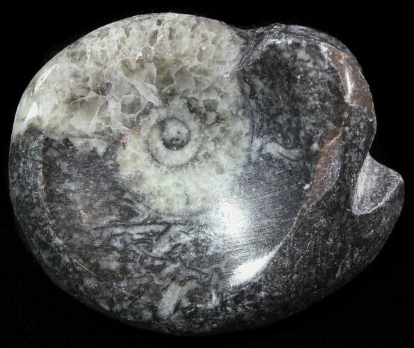 Wide Polished Goniatite From Morocco #50366